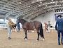 Grand National - Leisure Park