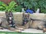 Petmedic Veterinary Services
