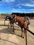 Sedona Horseback Rides - M Diamond Ranch
