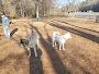 Granby Dog Park