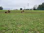 Eastgate Dog Park