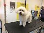 Puff And Fluff Grooming & Pet Sitting - Anthem