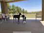Desert Vista Dog Park