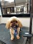 Doggie Divas Grooming Salon